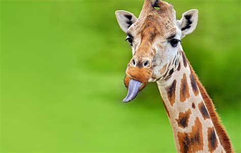 452 imagens e fotos de giraffe with tongue out. Funny Giraffe Sticks Out Tongue Stock Photo - Download ...