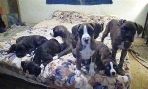 Or looking for something different? BOXER PUPPIES for Sale in Birmingham, Alabama Classified | AmericanListed.com