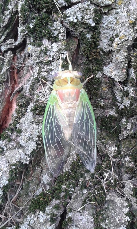 Murray And Candaces Adventures Cicada Hatching