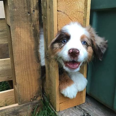 17 Reasons Why Australian Shepherds Are The Worst Dog Breed