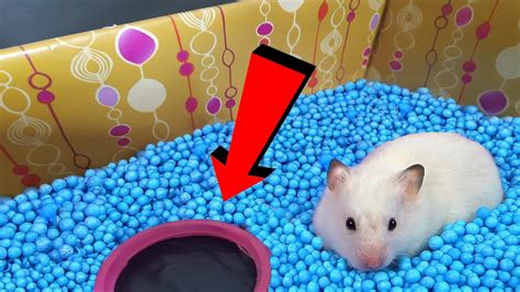 Hamster Maze⭐ Rainbow Pyramid Pool Maze For My Funny Pet Hamsters