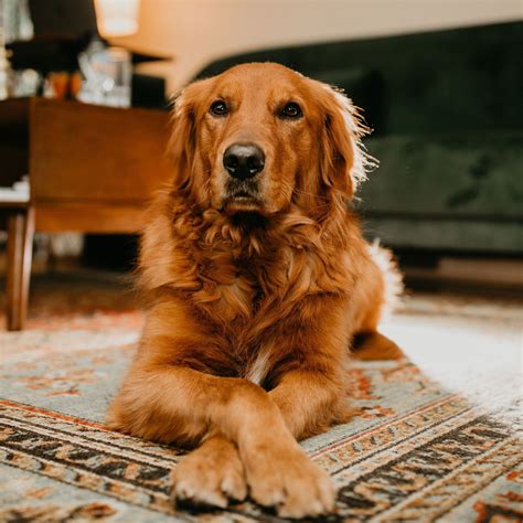 Types Of Golden Retrievers And Their Colors With Pictures