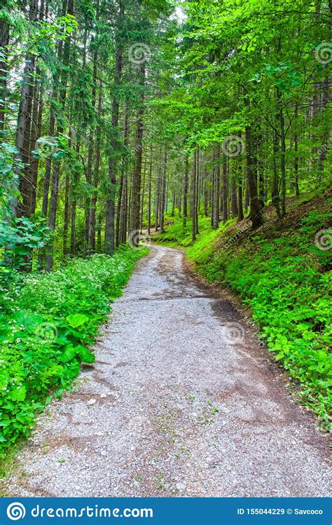 Ground Road In Summer Mountain Forest Stock Image Image Of Dirt