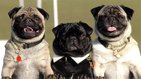 This article assesses the similarities and differences. Adverts featuring pugs and bulldogs causing 'welfare ...