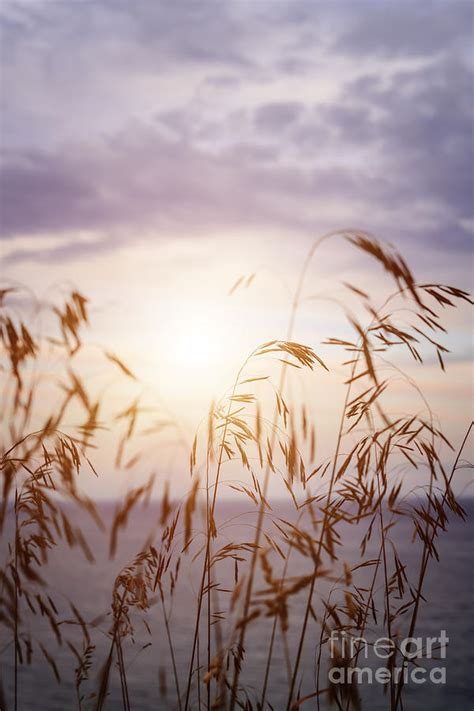 Tall Grass At Sunset Photograph By Elena Elisseeva Fine Art America