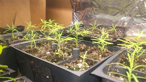 Growing Dawn Redwood From Seed Part 2 And New Trees Youtube