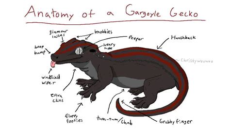 Gargoyle Gecko Anatomy Reptiles Amino