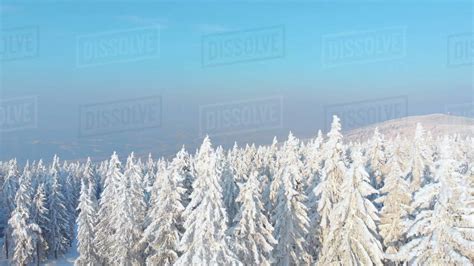 Aerial Spectacular View Of The Endless Spruce Forest Covered In Fresh