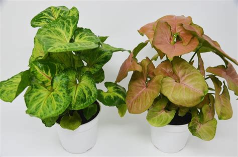 Syngonium Strawberry Arrowhead Plant Free Care Guide 4 Pot
