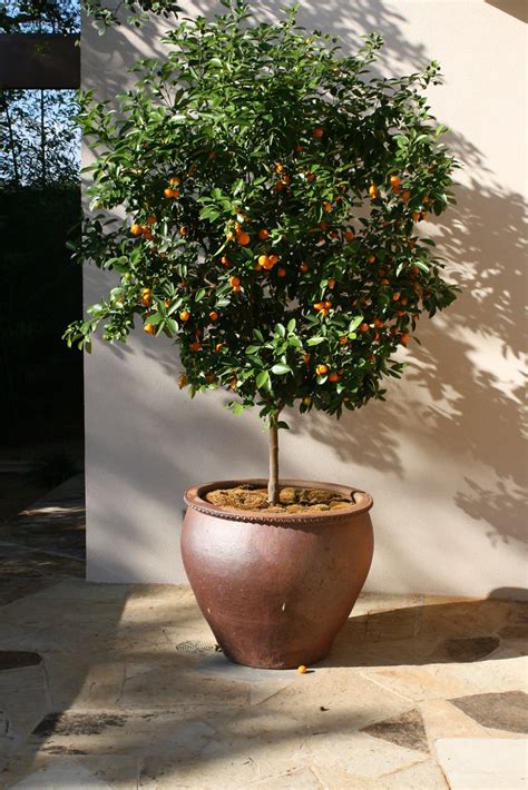Simply use green garden ties to hold branches in place and prune to encourage desired. Potted citrus tree at Cash home | On Monday, Oct. 1, GWA ...