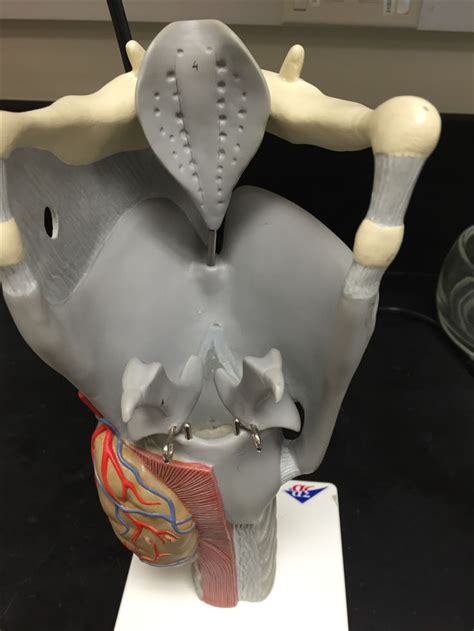 Pin By Angie Wiltse On Anatomy And Physiology Dinosaur Stuffed Animal