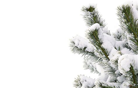 Use these free snow png #3014 for your personal projects or designs. Winter Snow Smile Tree - Snowy winter tree png download ...
