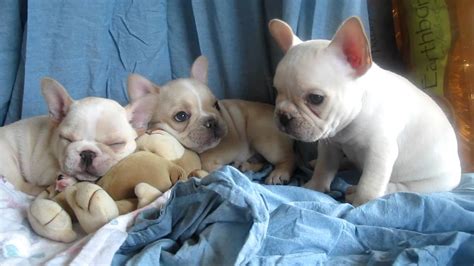 Find local french bulldog puppies for sale and dogs for adoption near you. Legacy French Bulldogs': "Cream Dreamy Day" 5-Week-Old ...