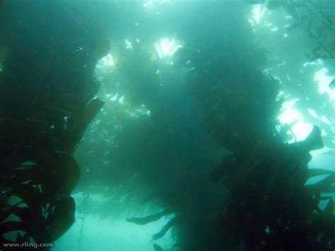 Giant Kelp Giant Kelp Macrocystis Pyrifera Rising To The Flickr