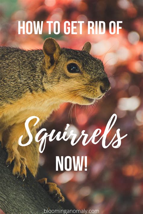 See full list on nexles.com Are pesky squirrels destroying your garden and plants ...