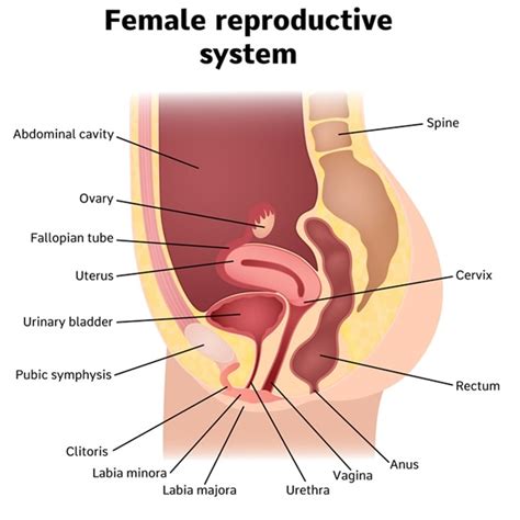 Female Anatomy Labeled Diagrams Inside And Outside Off