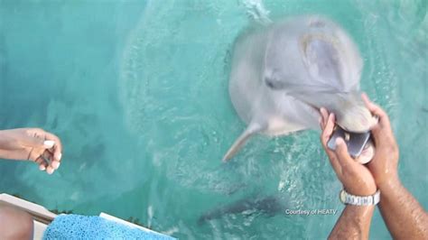 Miami Heat Dancer Watches Dolphin Retrieve Her Iphone From Oceans