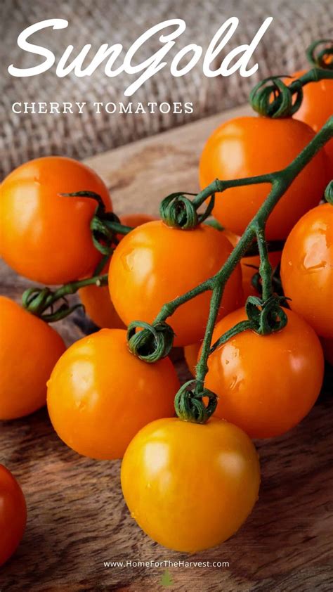 The Sungold Tomato Variety Guide 🪴 Learn How To Grow Things 👩‍🌾