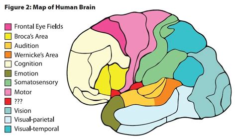 Perceptionsense How The Brain Works