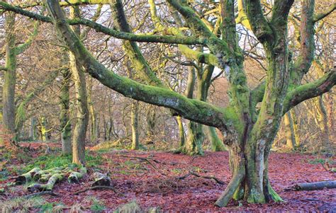 Forest Wood Scottish Wildlife Trust