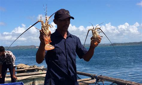 Lobster Demand Continues To Grow But Prices Weaken Globefish Food