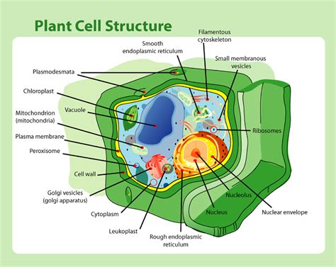 Animal Cell Diagram For Kids