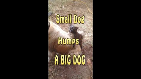 Small Dog Humps Big Dog Golden Retriever Youtube