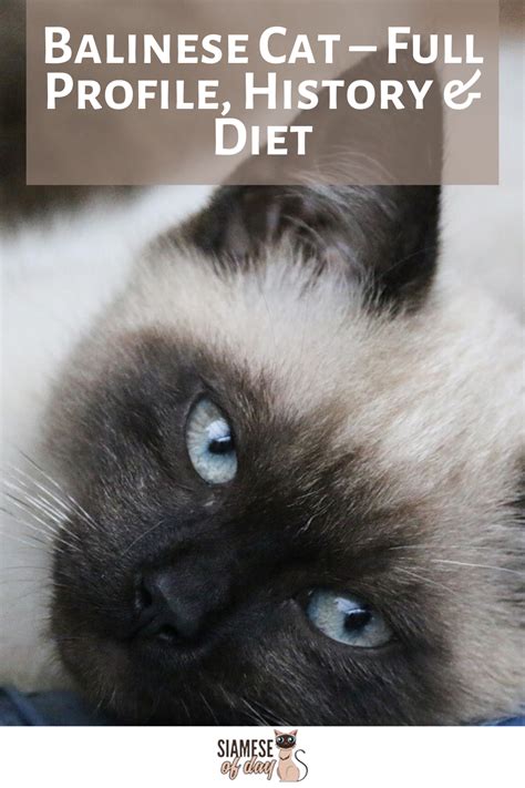 Balinese Cat Full Profile History Diet And Care Siameseofday