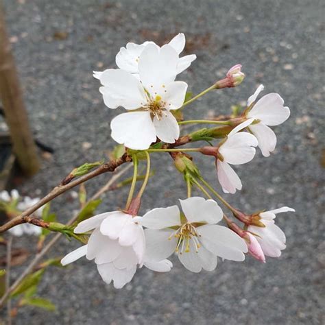 Prunus X Yedoensis Akebono