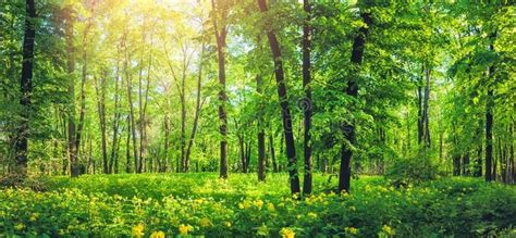 Panorama Of Beautiful Green Forest In Summer Nature Scenery With