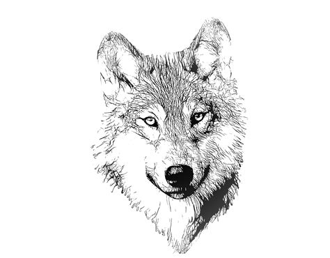 Wolf Porträt Illustrations Zeichnung Kostenloses Stock Bild Public
