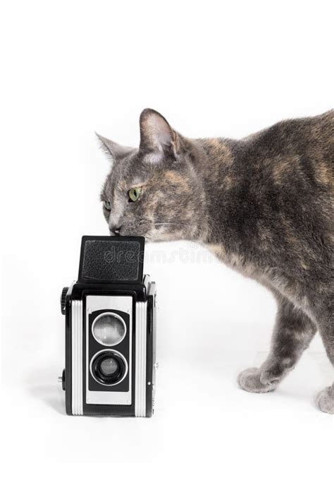 Cat Smelling Vintage Camera Stock Image Image Of Play House 32678977