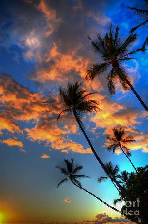 Clouds Afire By The Beach Scenery Beautiful Sunset Palm Tree Sunset