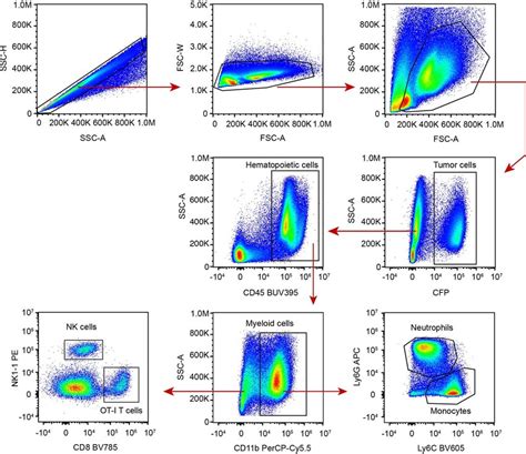 Flow Cytometry Gating Strategy Of Immune Cells In Whole Blood Sexiz Pix