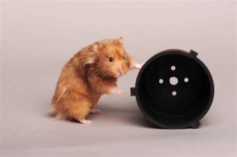 Fun Interesting Facts About Hamsters Pets4homes