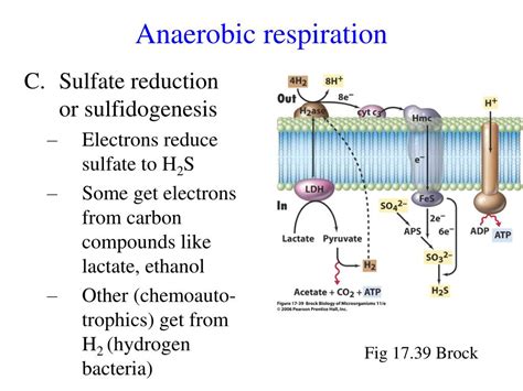Ppt Anaerobic Respiration Powerpoint Presentation Free Download Id