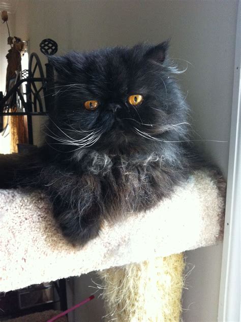 Persian Cat Grey And Black Pets Lovers