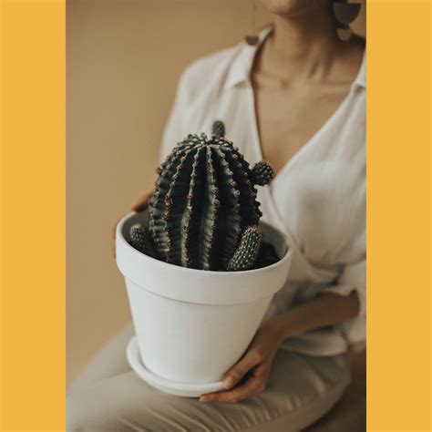 6 Me Gusta 0 Comentarios Cactus Cactusconbigote En Instagram