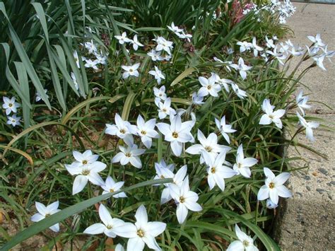 White Spring Flowering Bulb Spring Flowering Bulbs Victorian Gardens