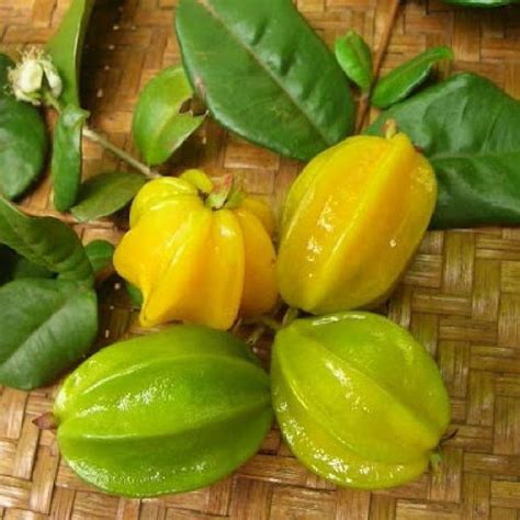 Its height is 25 to 30 feet in height and almost the same length. Polynesian Produce Stand : ~PITANGATUBA~ FRUIT TREE ...