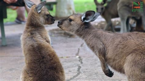 Pair Of Kangaroo Joeys Become Friends At New South Wales Zoo Youtube