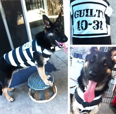 40 Best German Shepherd Halloween Costume Ideas Page 11 Of 14 The Paws
