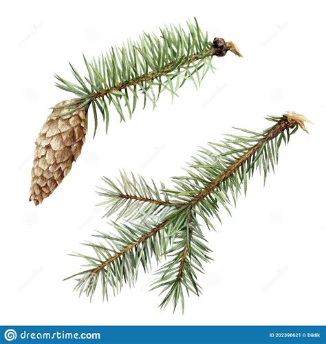 Spruce Twigs With Cone Watercolor Illustration Isolated On White