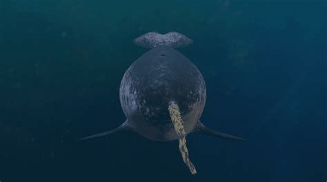 Baby Narwhals 7 Fascinating Facts About The Unicorn Of The Sea