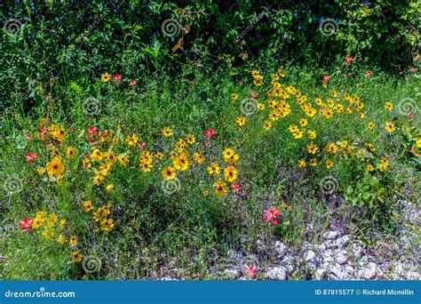 Yellow Wildflowers In Texas Stock Image Image Of Tranquility