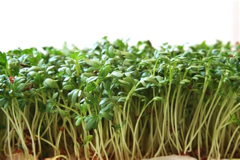Cress Free Photo Download Freeimages