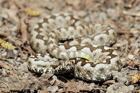 Spot The Camouflaged Snakes In These Pictures Readers Digest