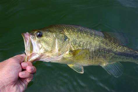 Charlotte Lake Norman Selected To Host Major League Fishings Redcrest