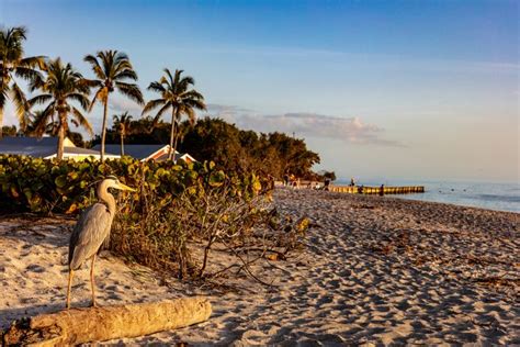 12 Best Things To Do In Sanibel And Captiva You Shouldnt Miss