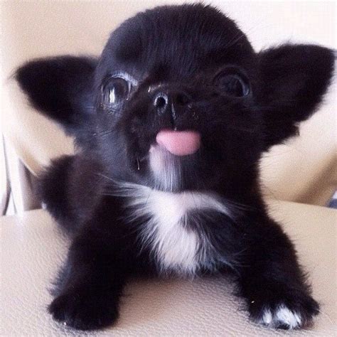 A long hair chihuahua puppy is born with just one coat of fur. 38 best Ridiculous Things i Find Cute images on Pinterest ...